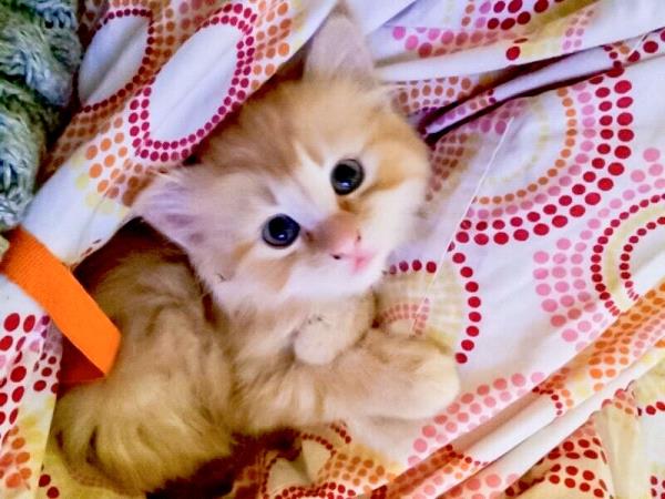 /Images/uploads/Humane Society of Utah/HSU2018/entries/4055thumb.jpg